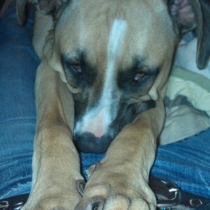 Fundraising Page: Chandra Torrence